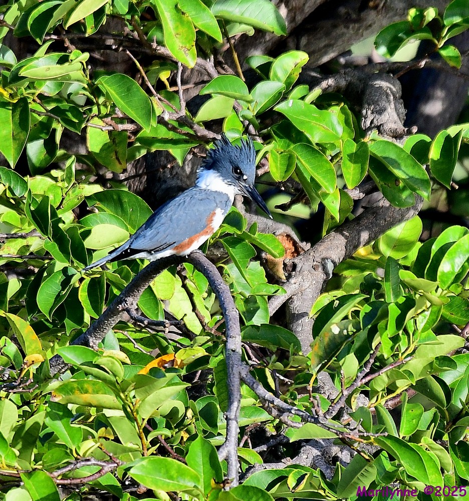 DSC_7362_001.JPG