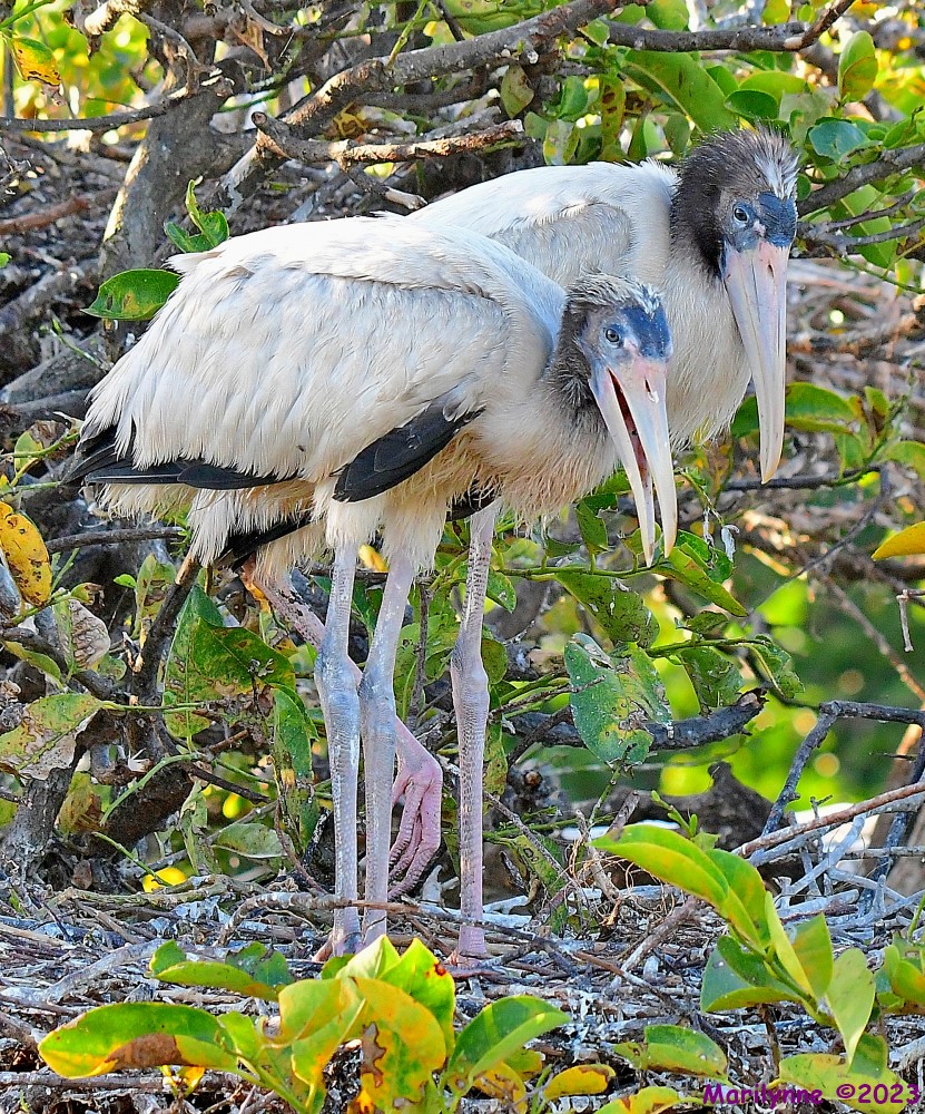 DSC_7365_001.JPG