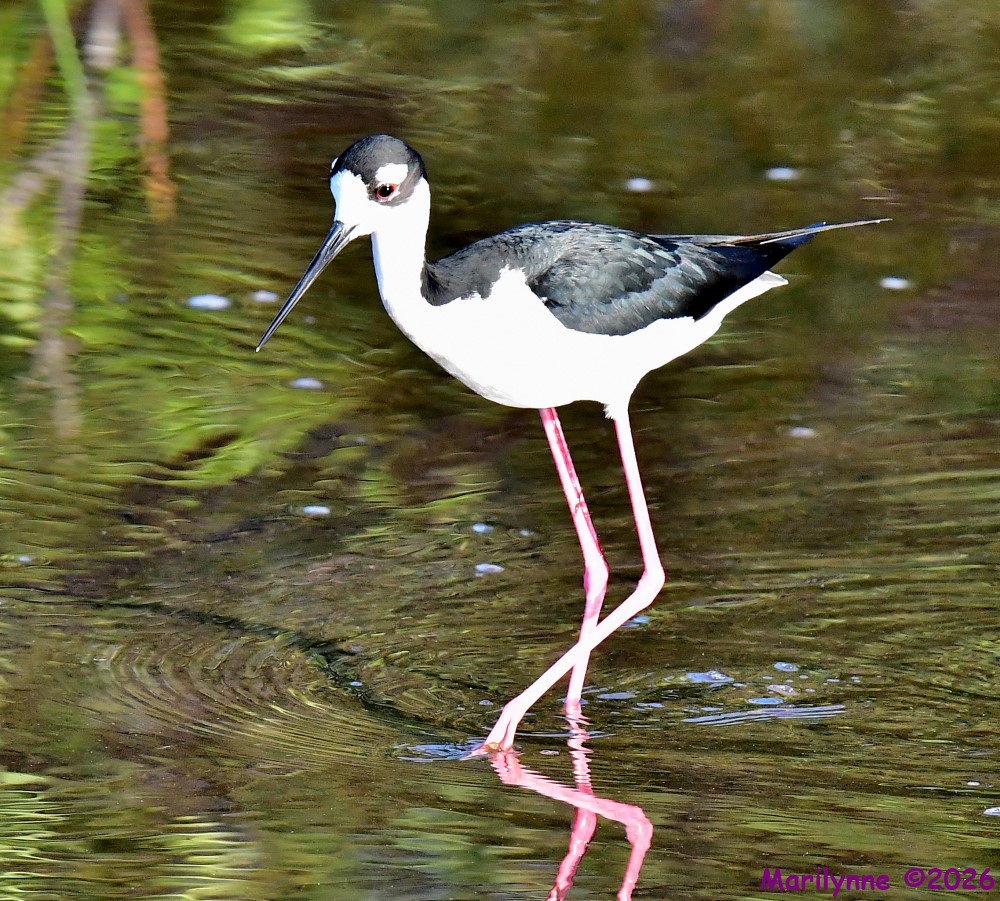 DSC_7365_001.JPG