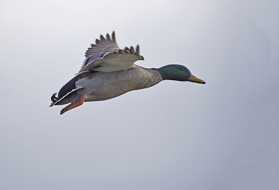 DSC_7366.jpg