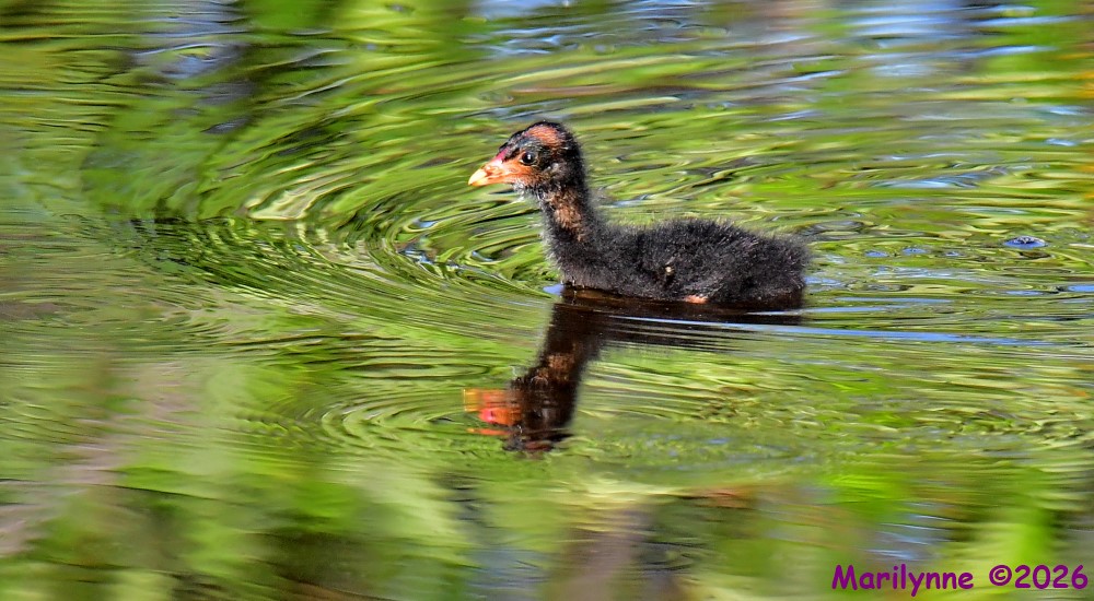 DSC_7367_001.JPG
