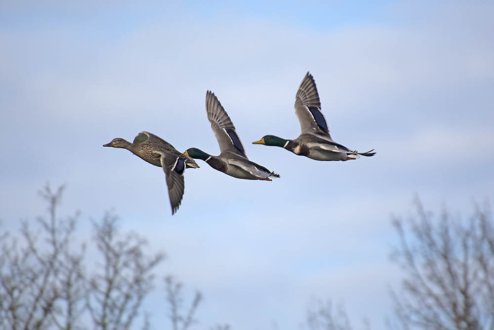 DSC_7368.jpg