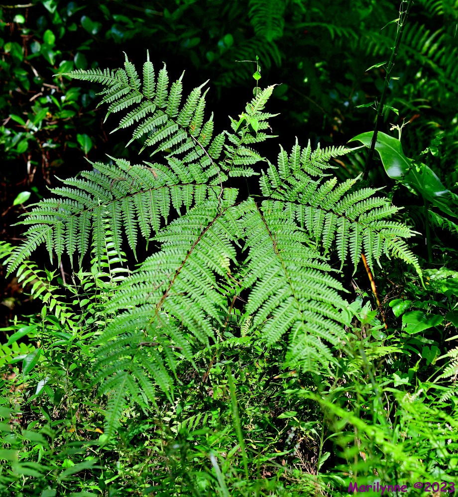DSC_7368_stitch4_001.JPG
