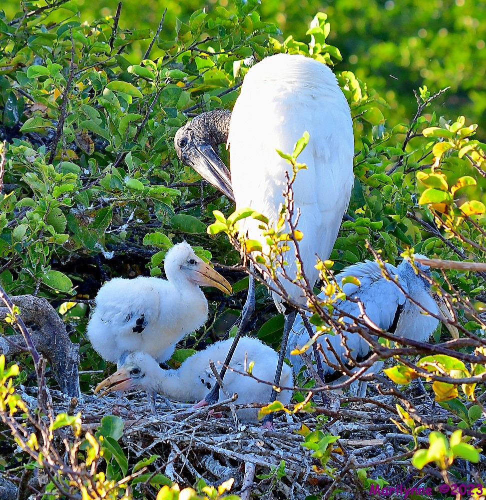 DSC_7369_001.JPG
