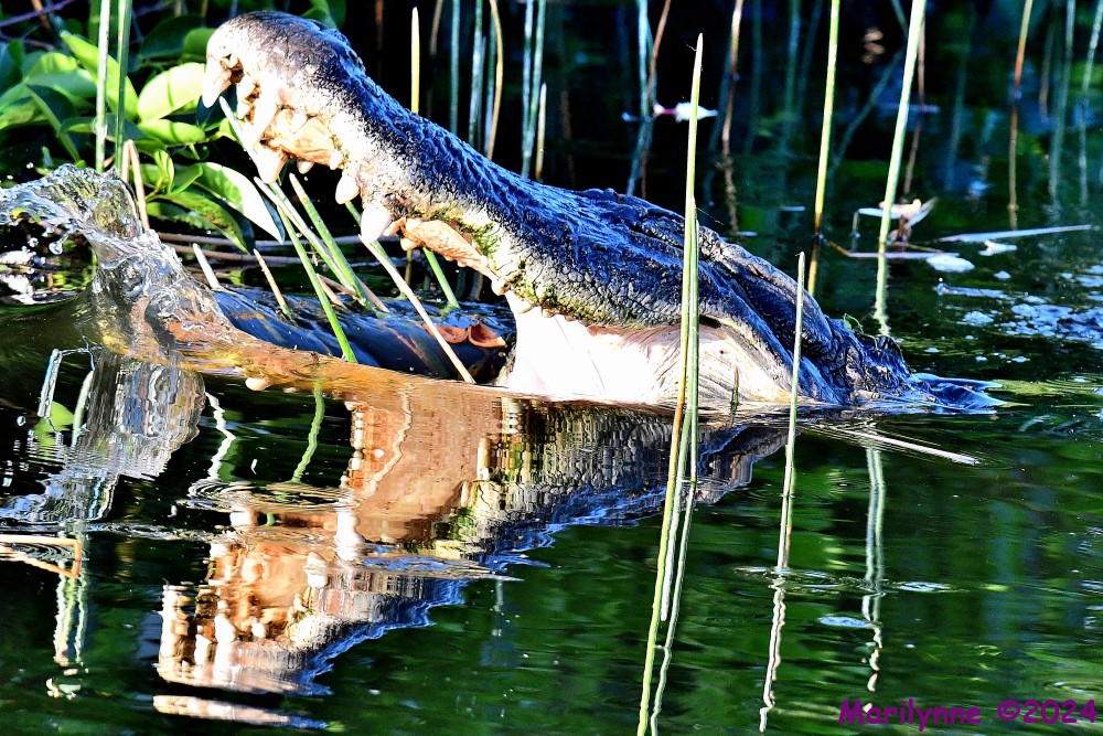 DSC_7369_001.JPG