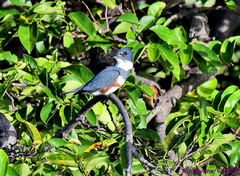DSC_7369_001.JPG