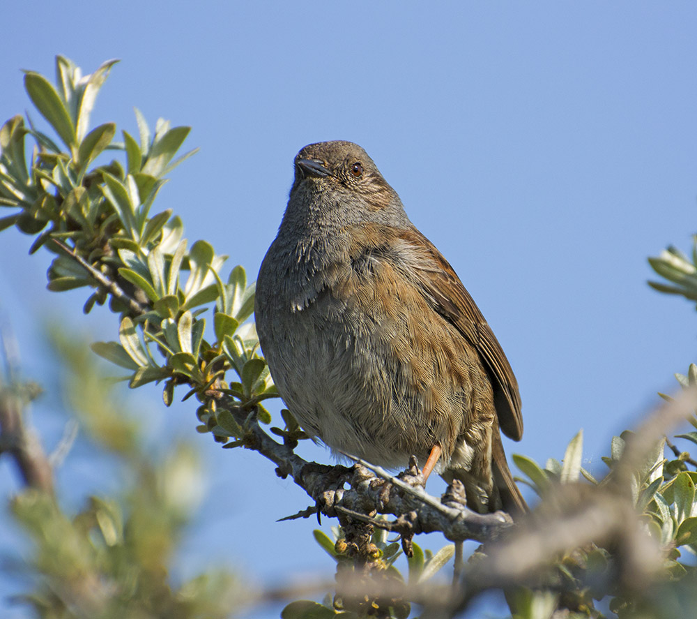 DSC_7370.jpg
