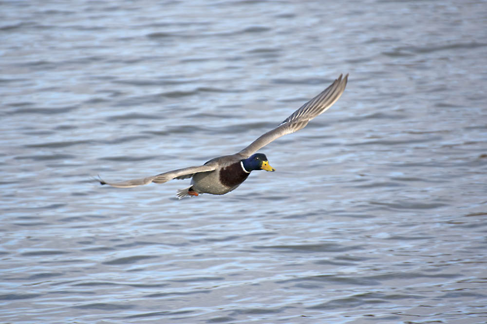 DSC_7371.jpg