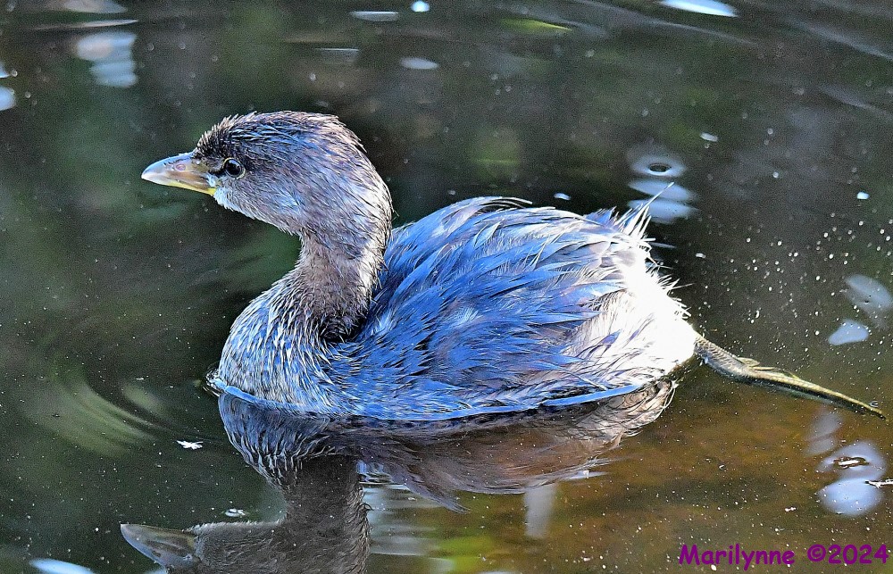 DSC_7371_001.JPG