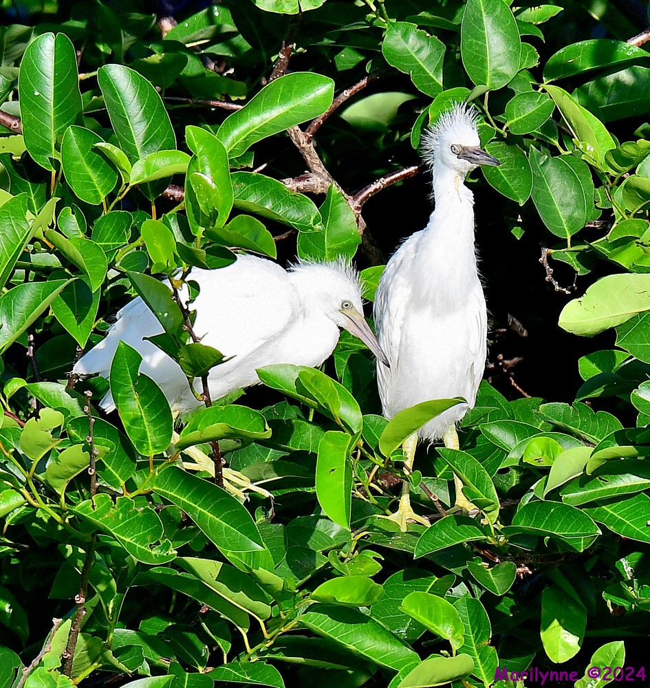 DSC_7372_001.JPG