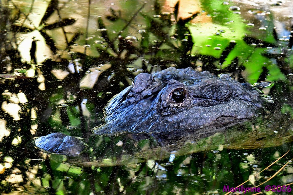 DSC_7375_001.JPG