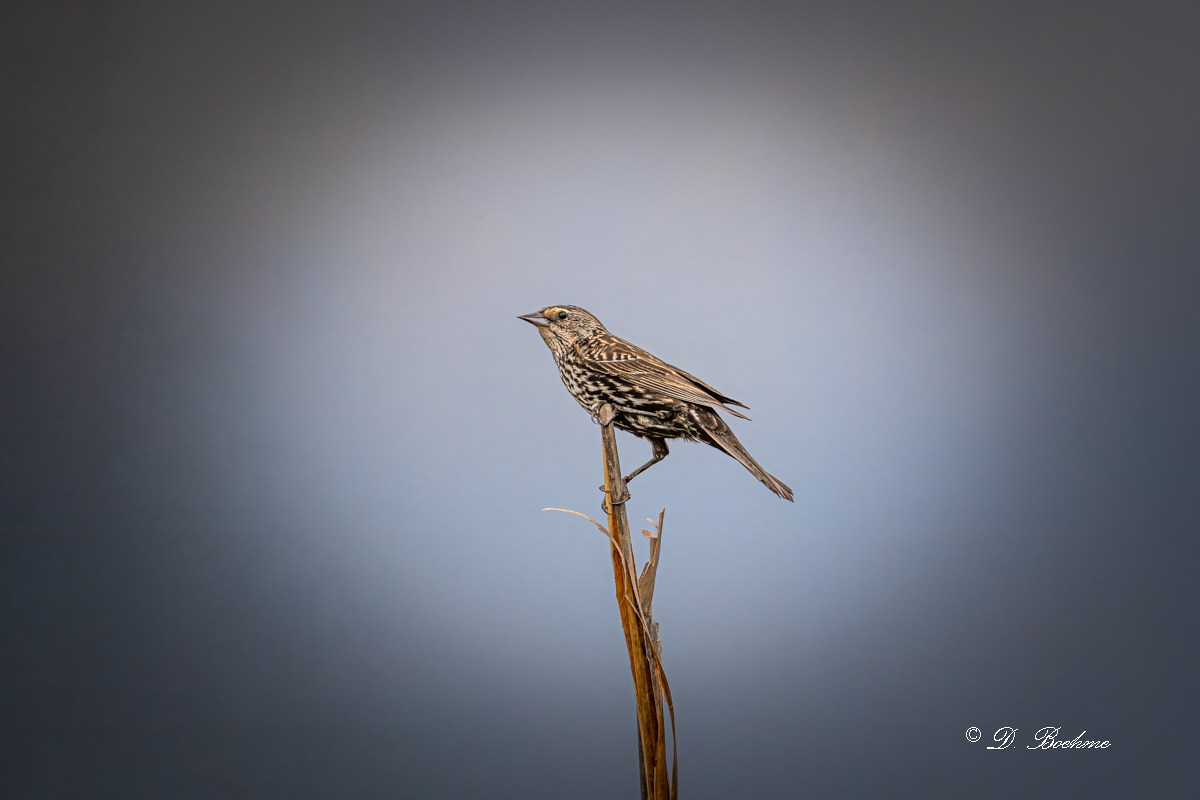 DSC_7376-topaz-rawdenoise-4.jpg