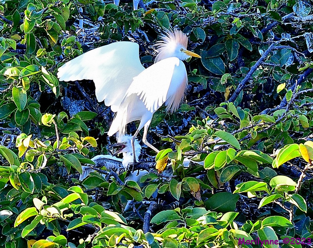 DSC_7376_001.JPG