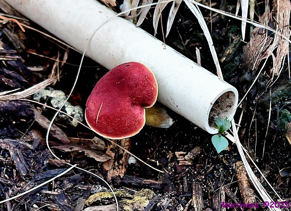 DSC_7376_001.JPG