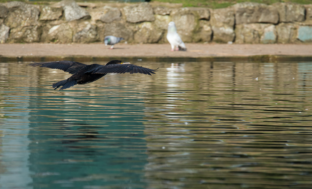 DSC_7377.jpg