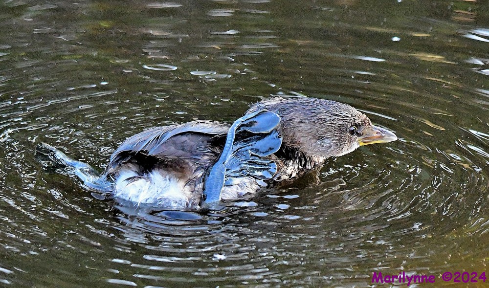 DSC_7379_001.JPG