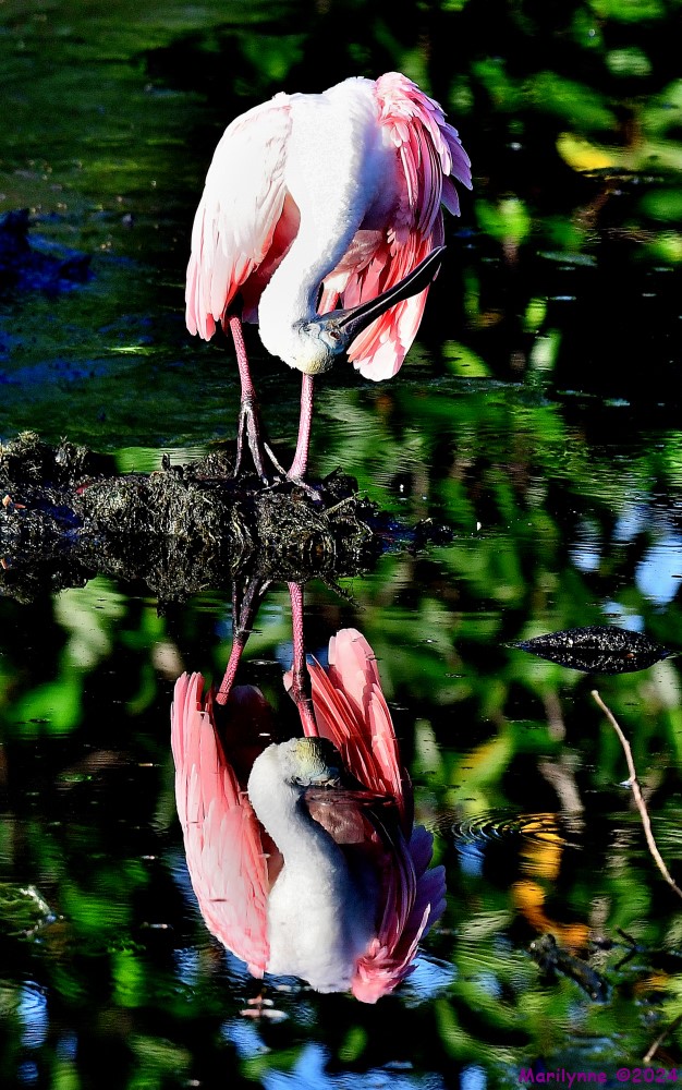 DSC_7379_stitch_001.JPG