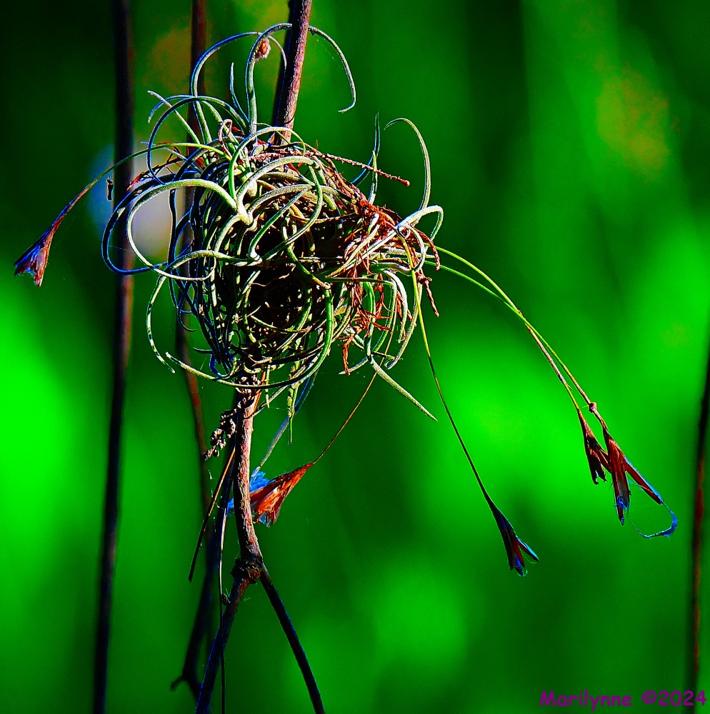 DSC_7380_001.JPG