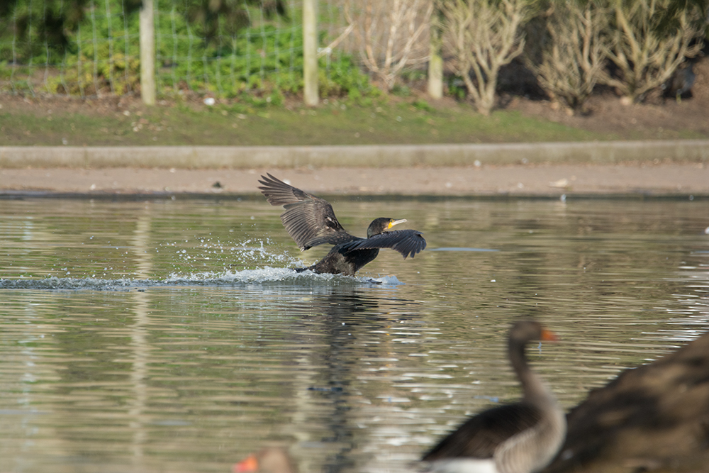 DSC_7382.jpg