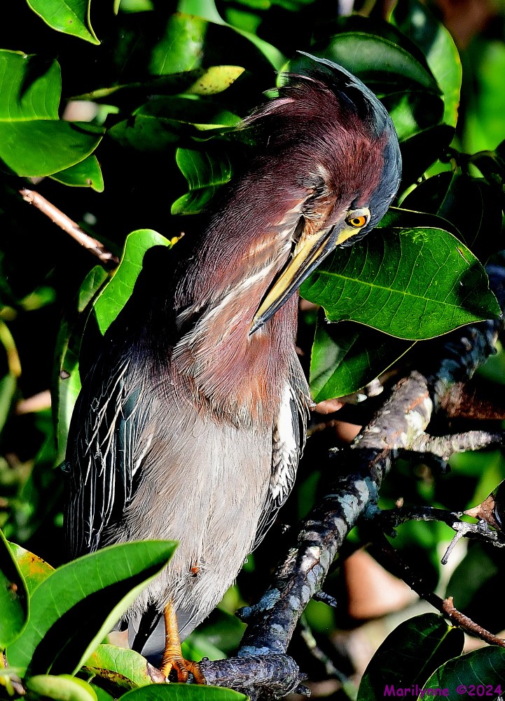 DSC_7382_001.JPG
