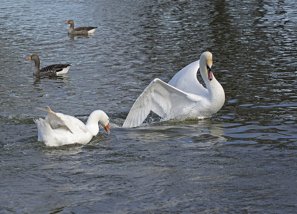 DSC_7383.jpg