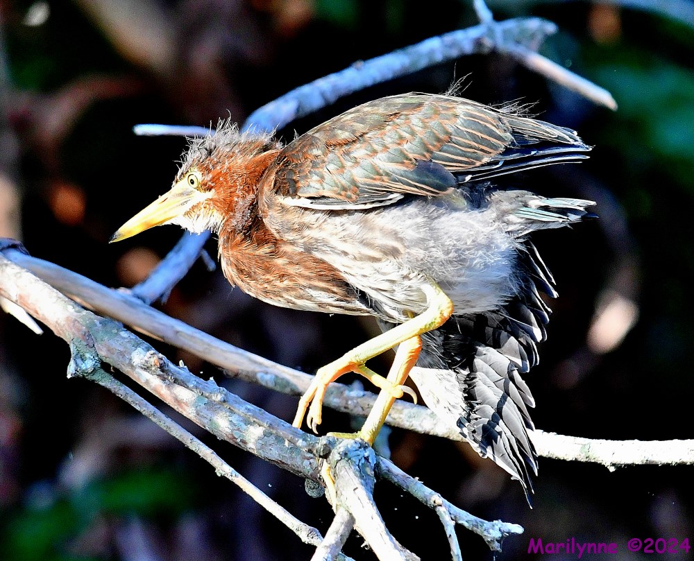 DSC_7383_001.JPG