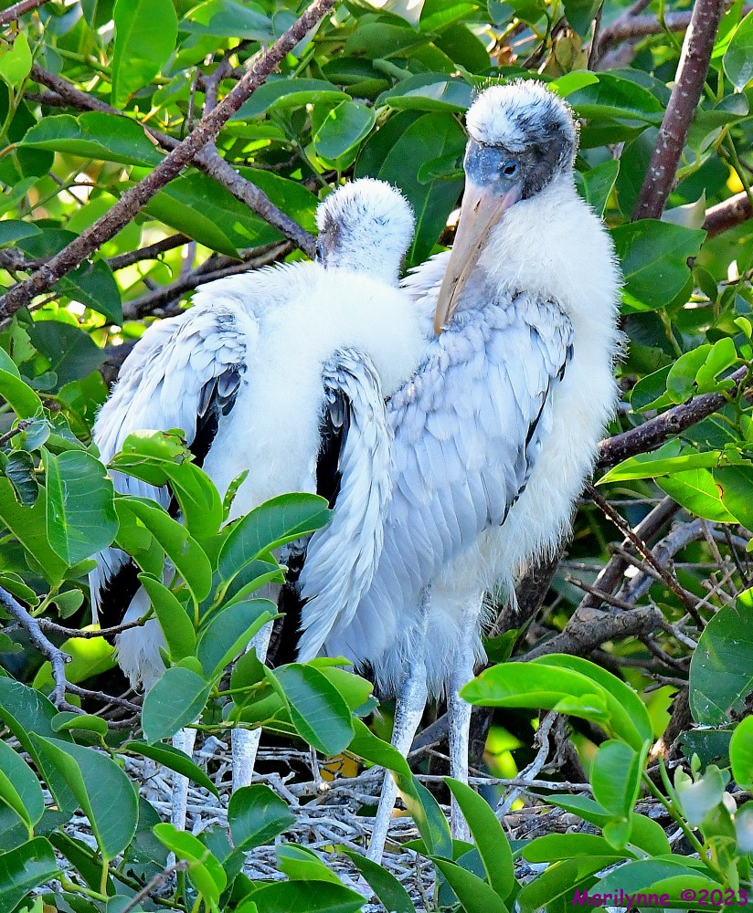 DSC_7384_001.JPG