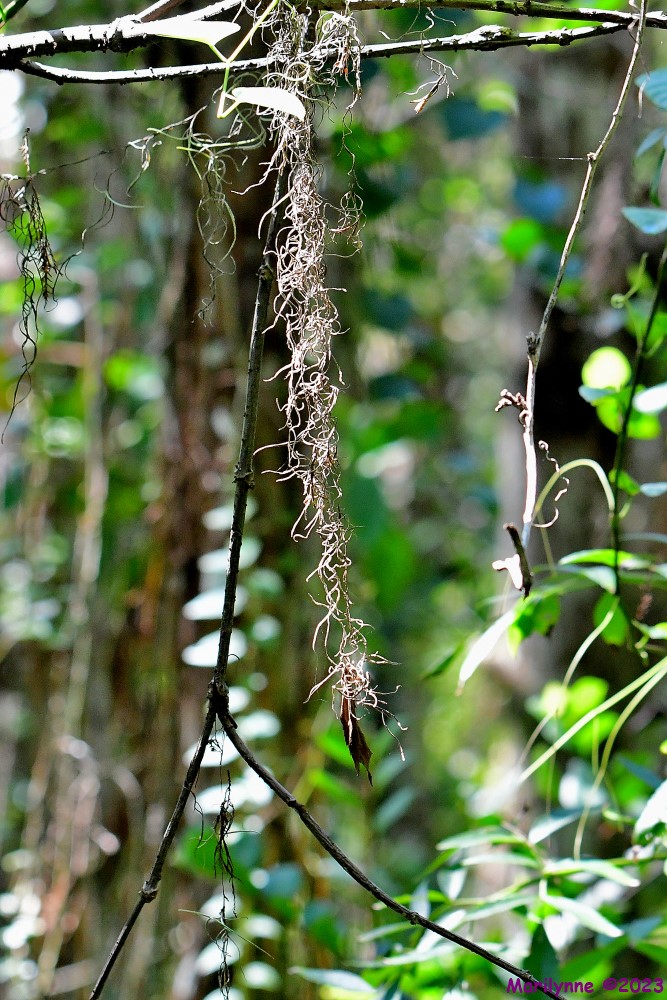 DSC_7384_001.JPG