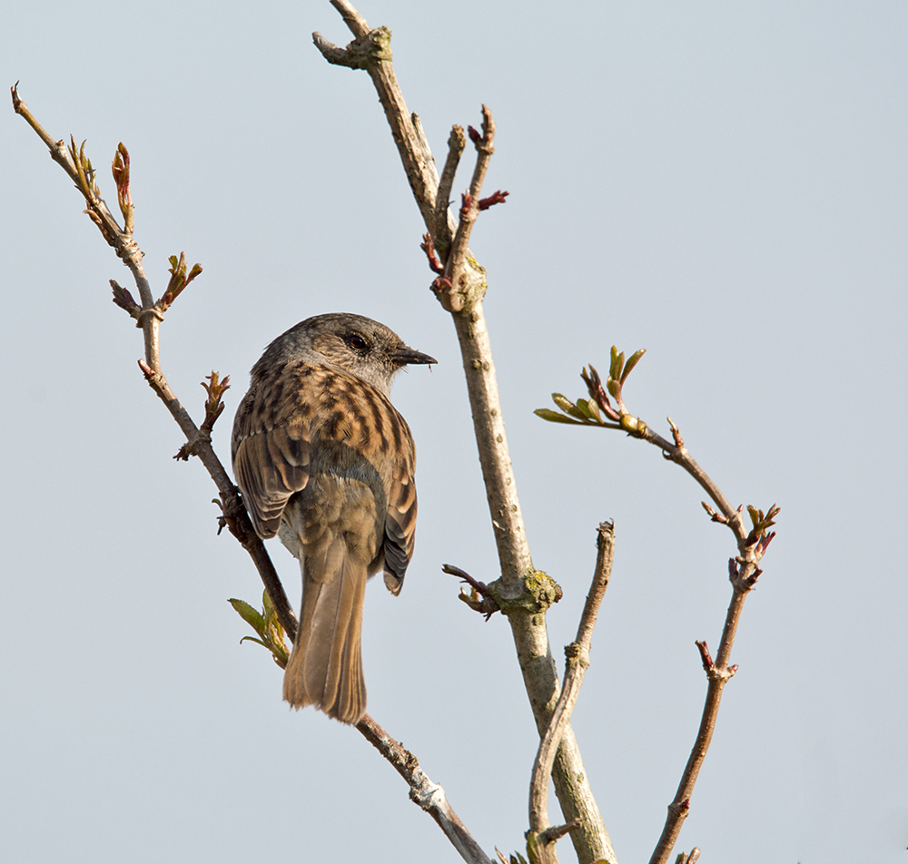 DSC_7385.jpg