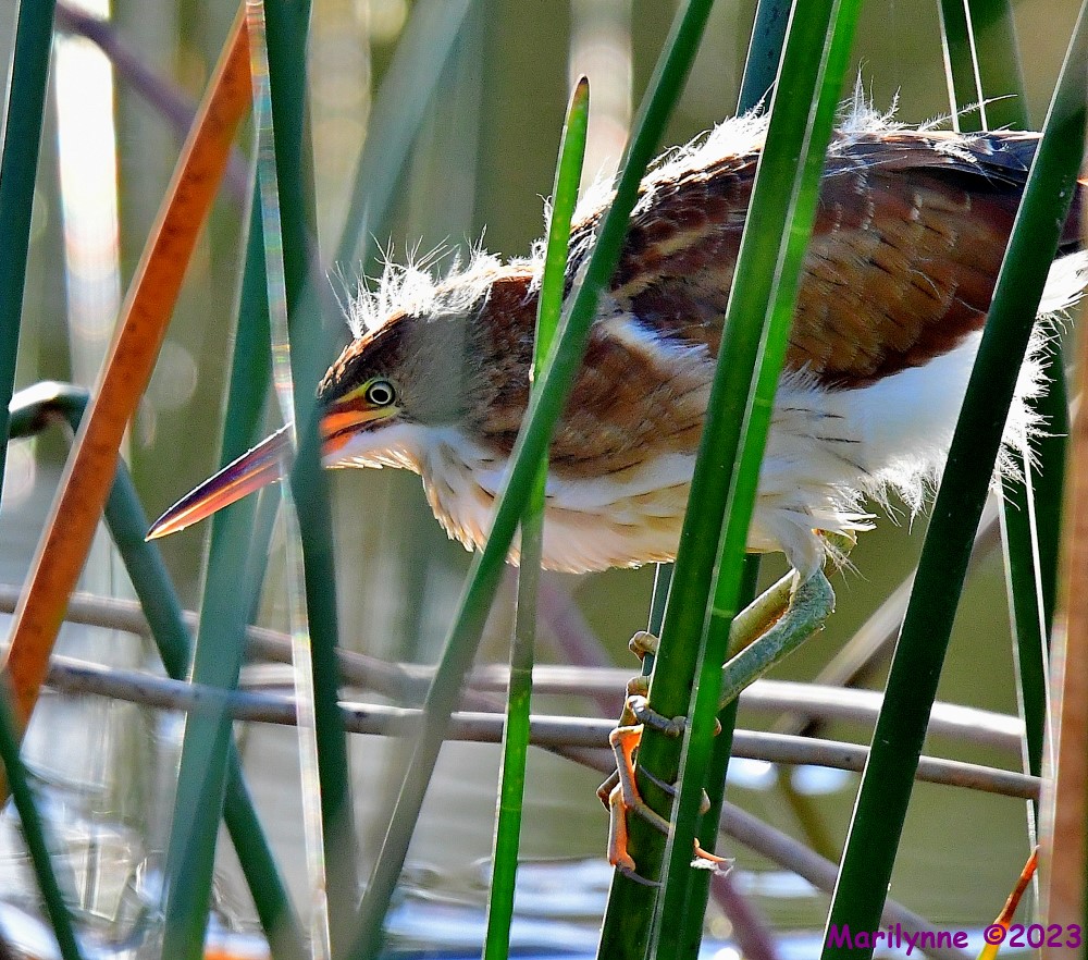 DSC_7387_001.JPG