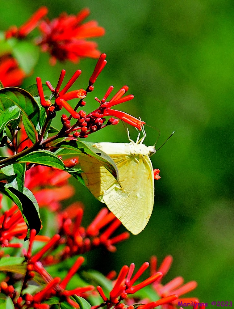 DSC_7387_001.JPG