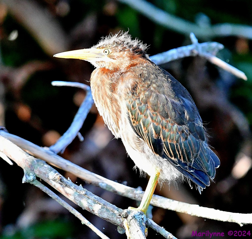 DSC_7387_001.JPG