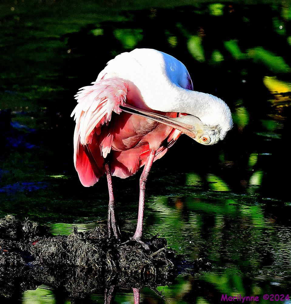 DSC_7389_001.JPG