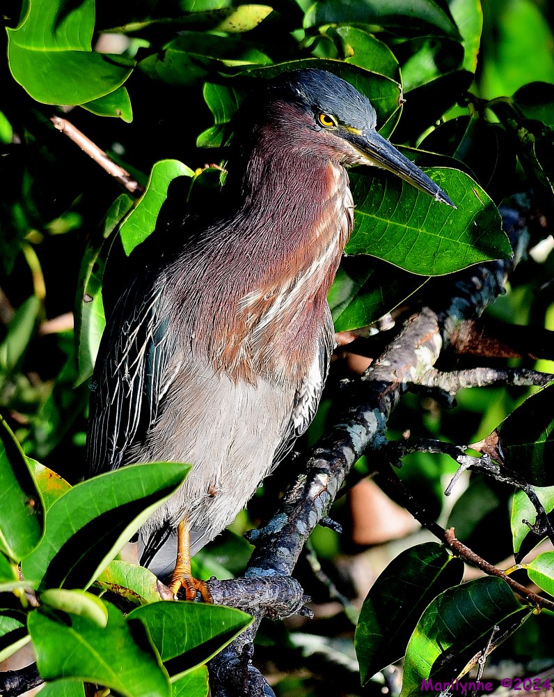DSC_7389_001.JPG