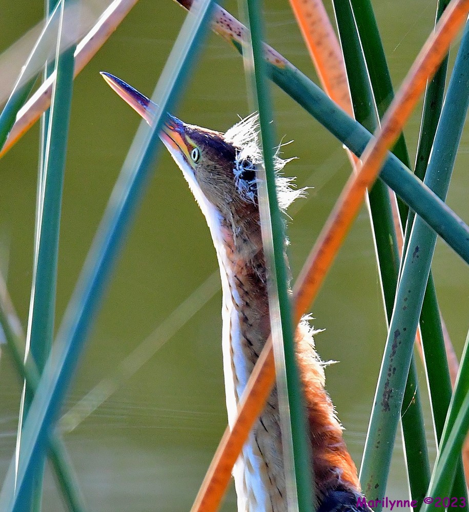 DSC_7390_001.JPG