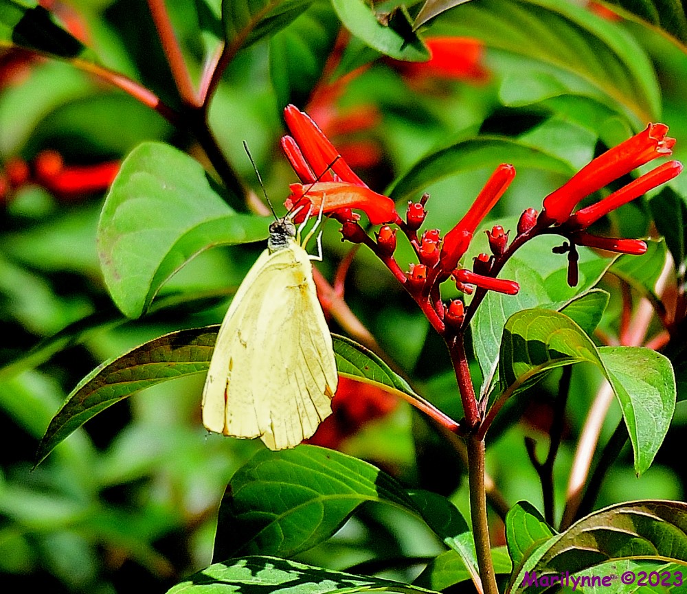 DSC_7390_001.JPG