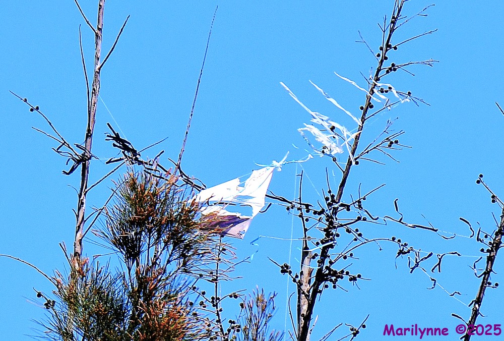 DSC_7390_001.JPG