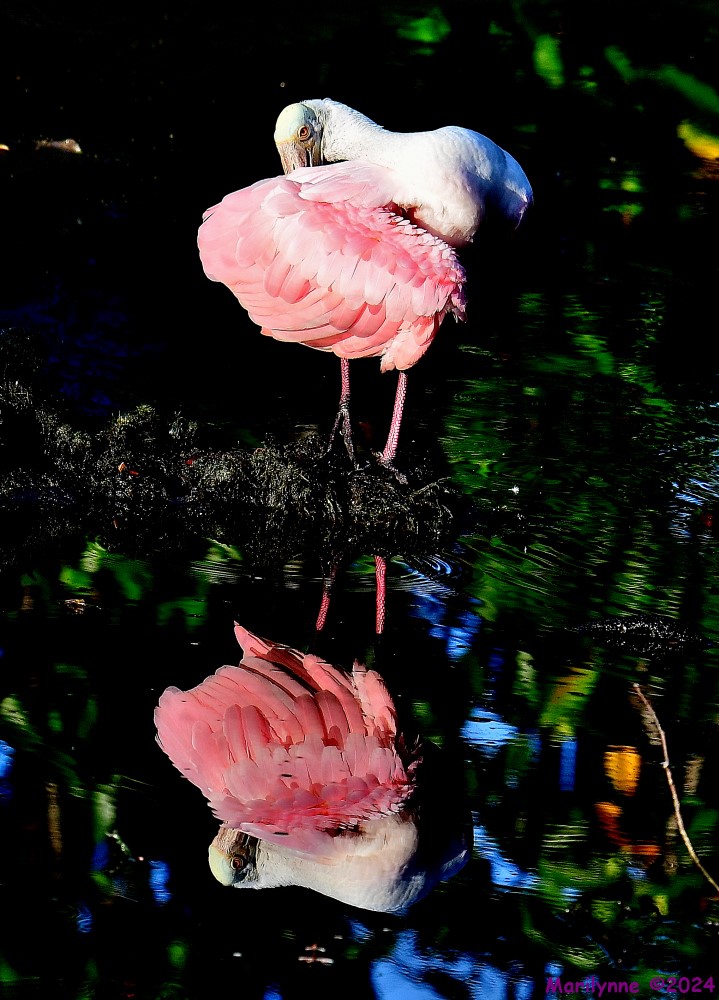 DSC_7392_001.JPG
