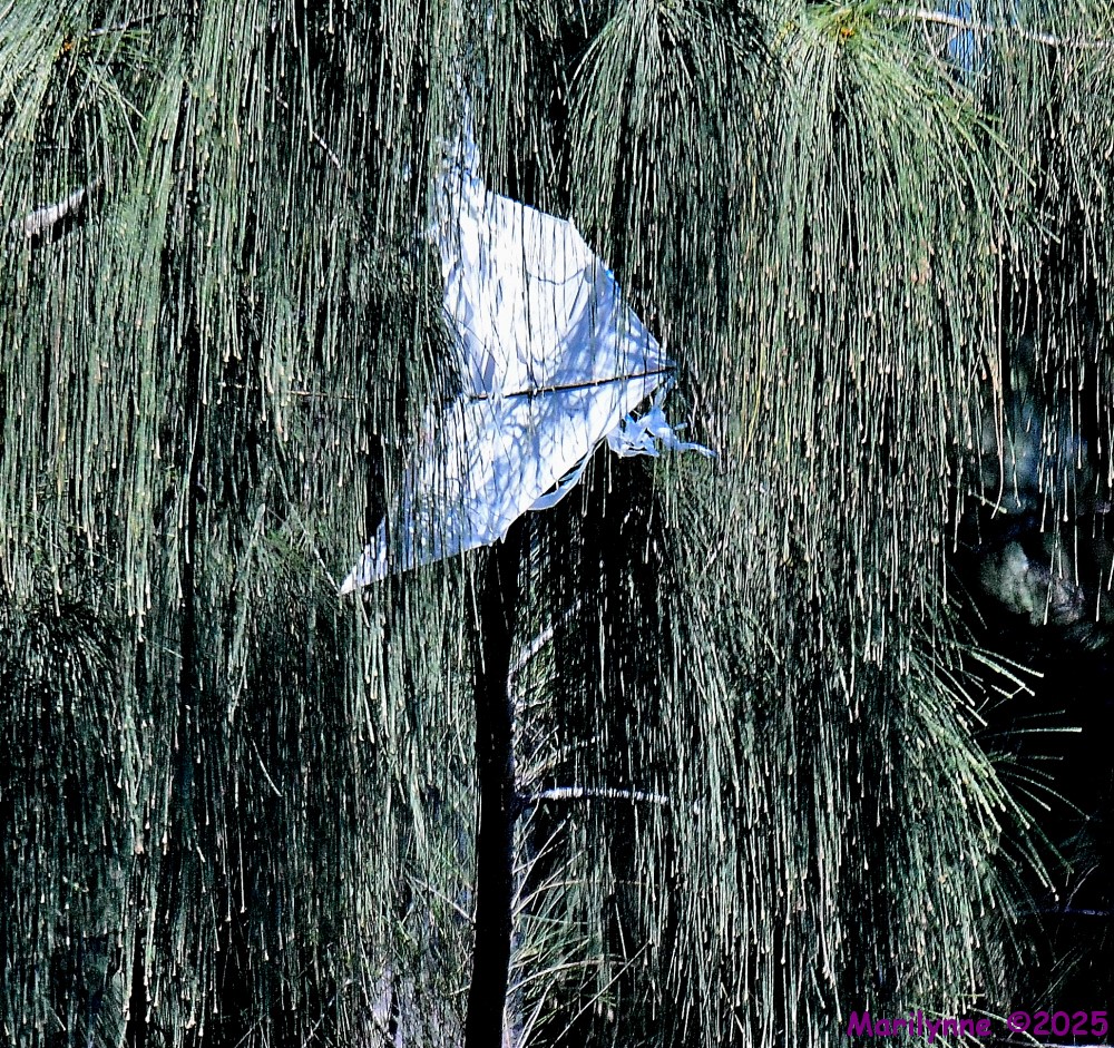 DSC_7392_001.JPG