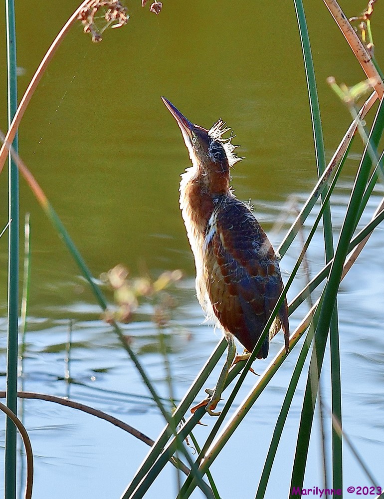 DSC_7393_001.JPG
