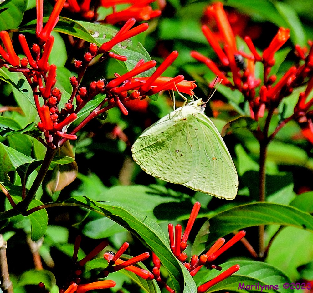 DSC_7394_001.JPG