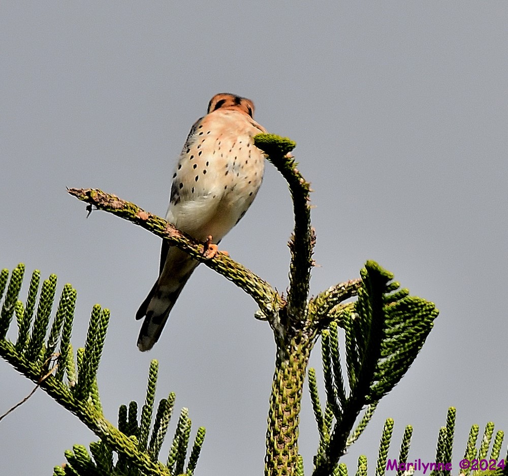 DSC_7394_001.JPG