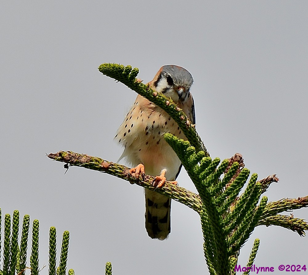 DSC_7396_001.JPG