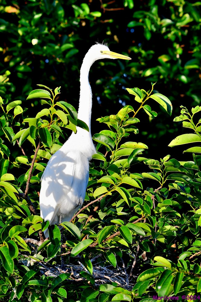 DSC_7396_001.JPG