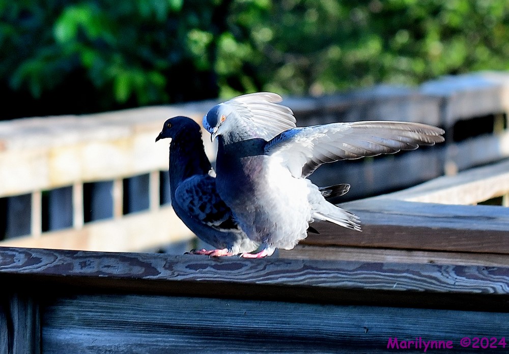 DSC_7397_001.JPG