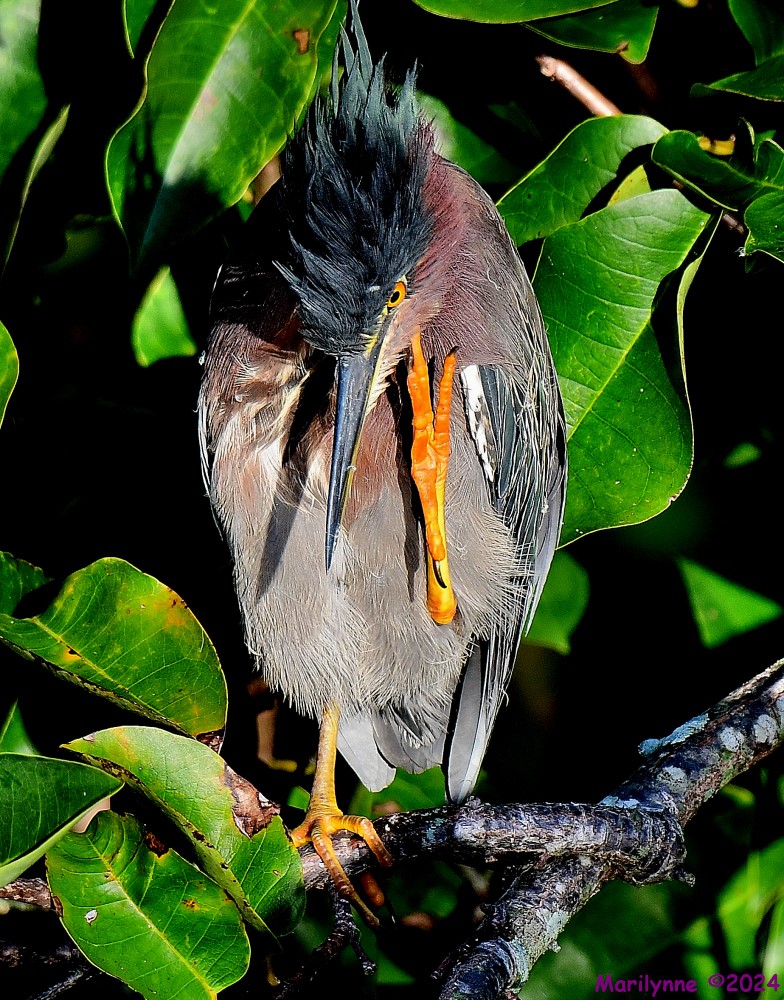 DSC_7397_001.JPG