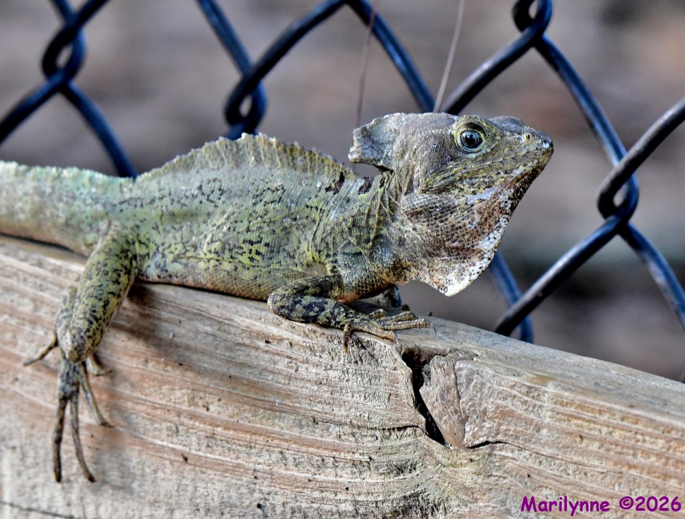 DSC_7397_001.JPG