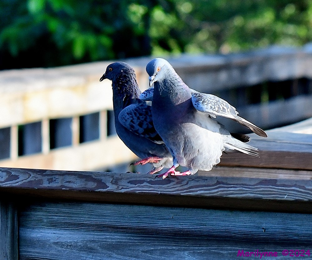 DSC_7398_001.JPG