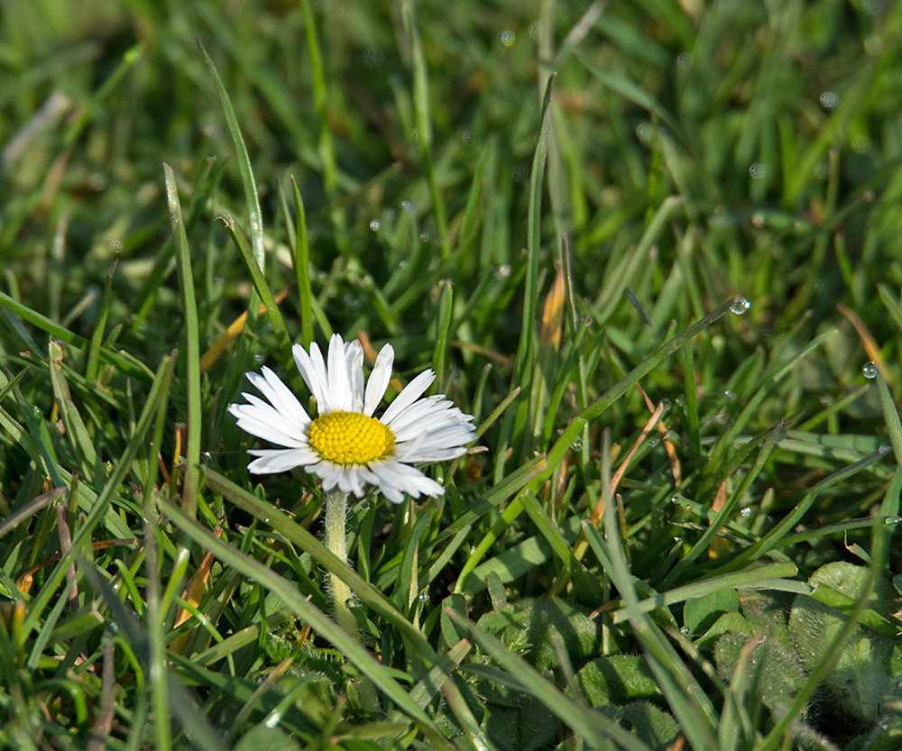 DSC_7400.jpg