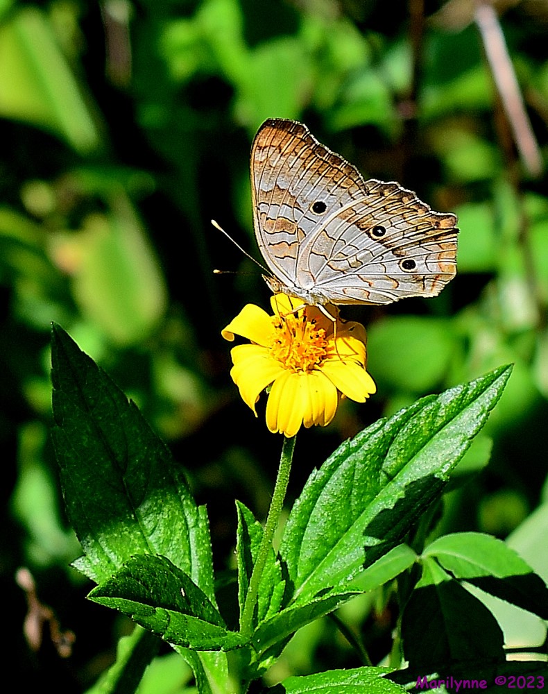 DSC_7400_001.JPG